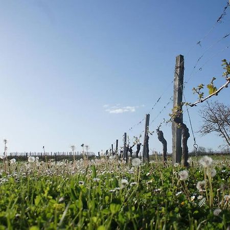 Monestier  Entre Pierre Et Vigne - Charming Former Winery Farmhouse With Hot Tub & Swimming Pool מראה חיצוני תמונה